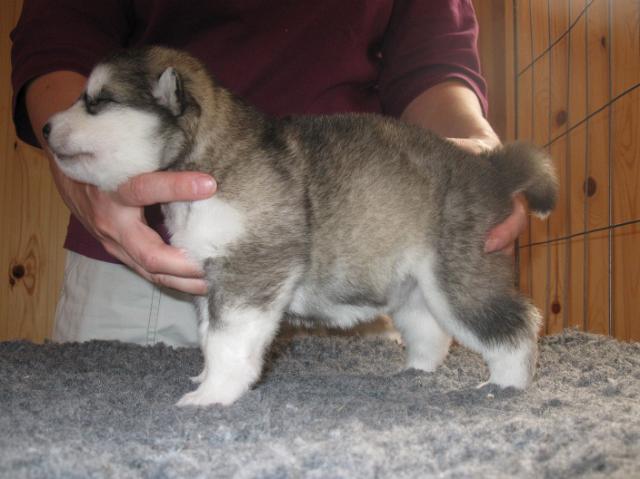 Annan pennut-pups180510060.JPG - 18.5.2010